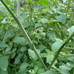 solanum americanum